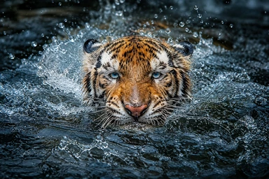 Tiger Before